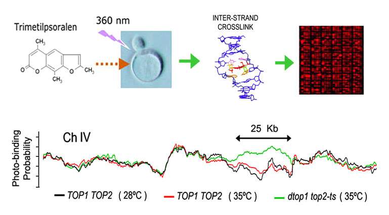 Psoralen:DNA mapping